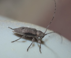 Sternidius punctatus