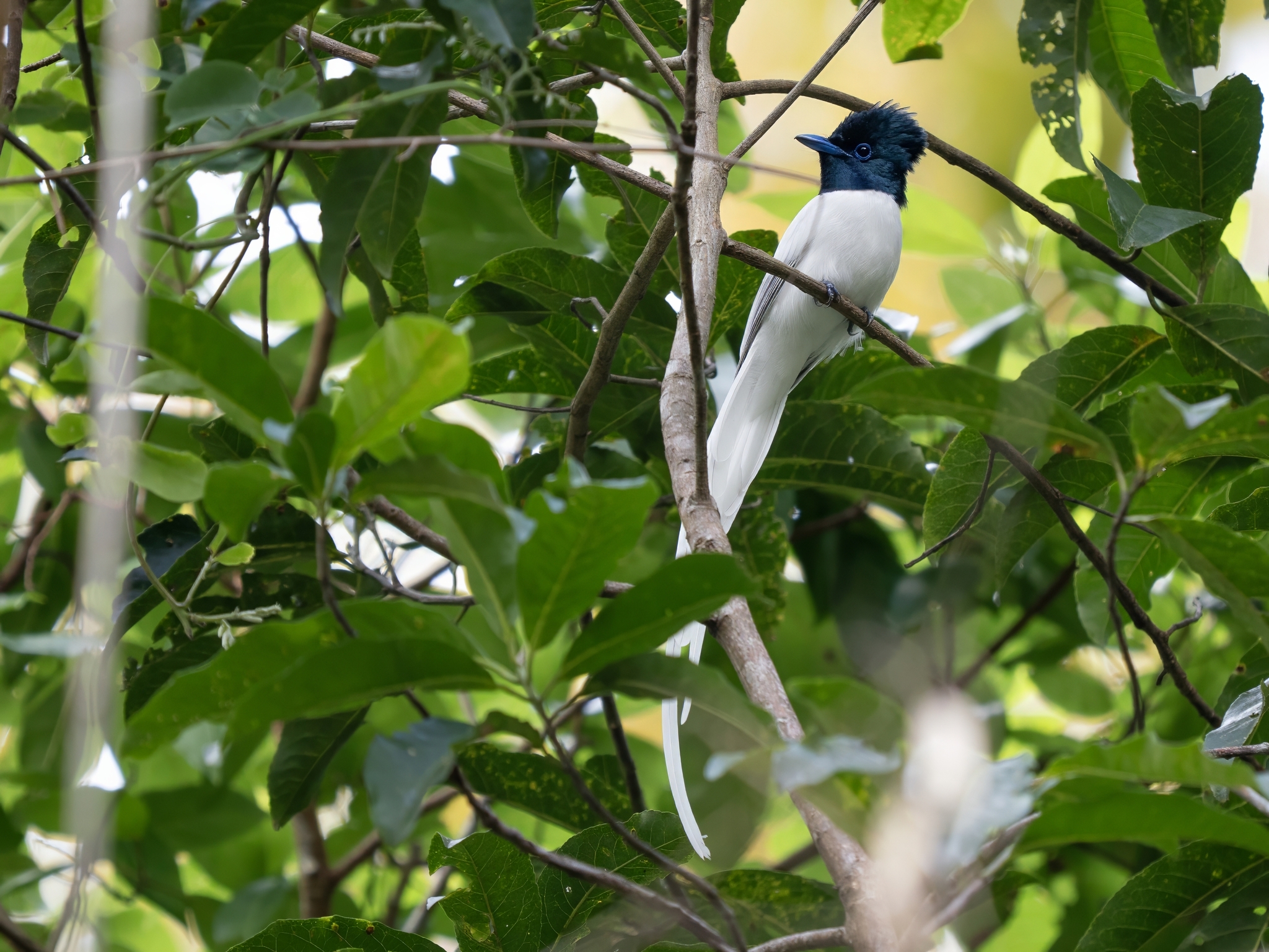 Tenggara Paradise Flycatcher