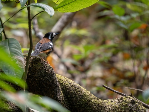 Chestnut-backed Thrush (Geokichla dohertyi), photo 3