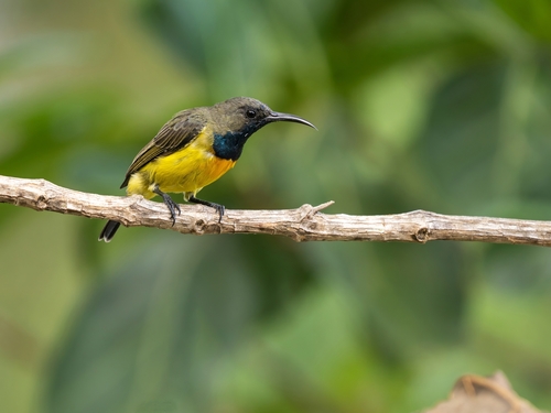 Apricot-breasted Sunbird (Cinnyris buettikoferi), photo 2