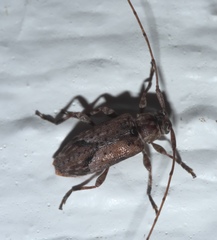 Sternidius punctatus