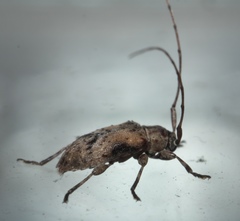 Sternidius punctatus