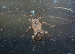 Sternidius punctatus