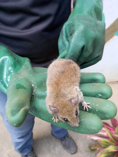 Cariri Climbing Mouse (Rhipidomys cariri) — Data Deficient Mammalia