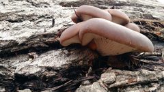 Pleurotus pulmonarius