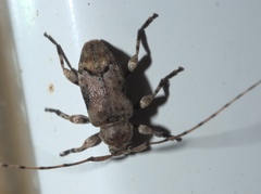 Sternidius punctatus