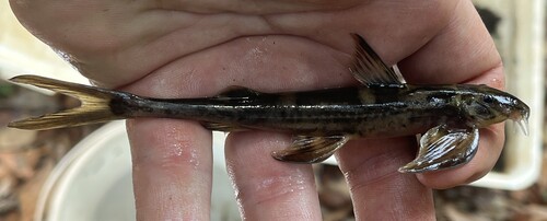 Congo loach catfish (Congoglanis alula) — Amphiliidae — 3