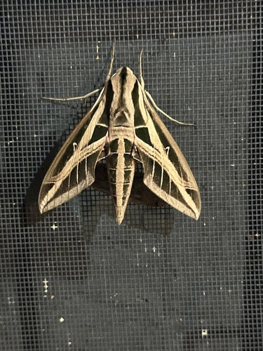 Photo of Banded Sphinx (Eumorpha fasciatus)