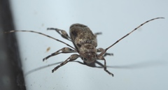 Sternidius punctatus