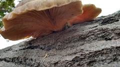 Pleurotus pulmonarius