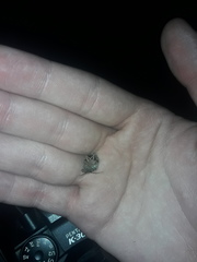 Callostethus guttatopunctatus