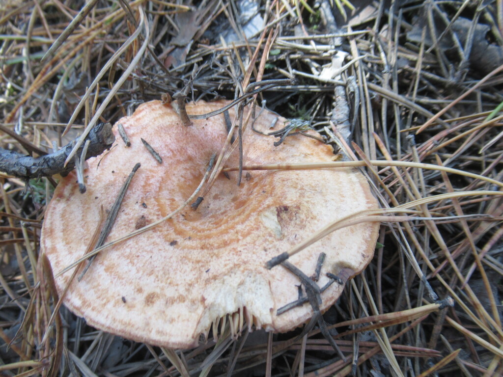 Lactarius deliciosus · September 2025 · photo: © smsergey (iNaturalist, cc-by-nc)