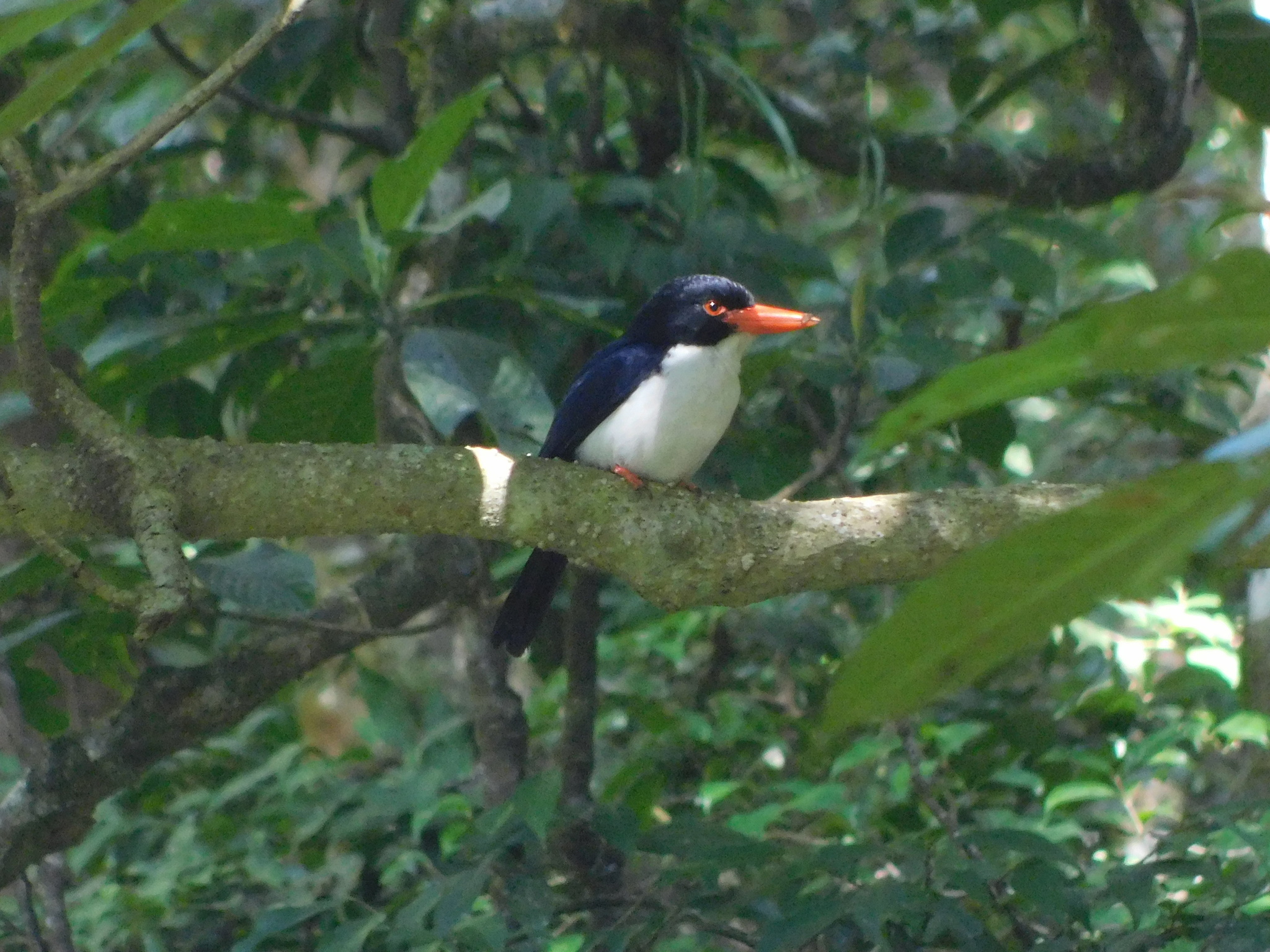 White-rumped Kingfisher (Caridonax fulgidus), photo 2
