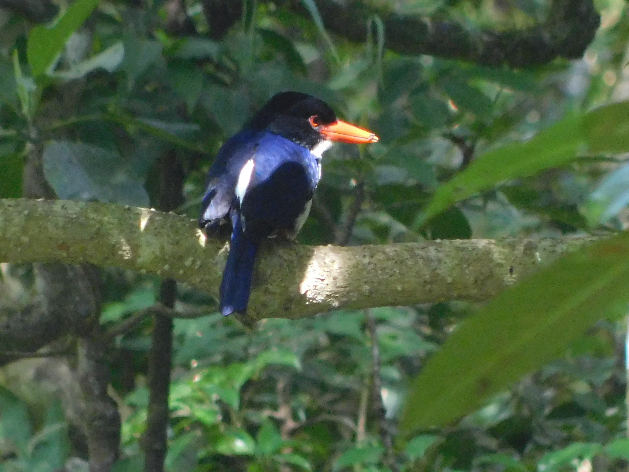 White-rumped Kingfisher (Caridonax fulgidus), photo 3