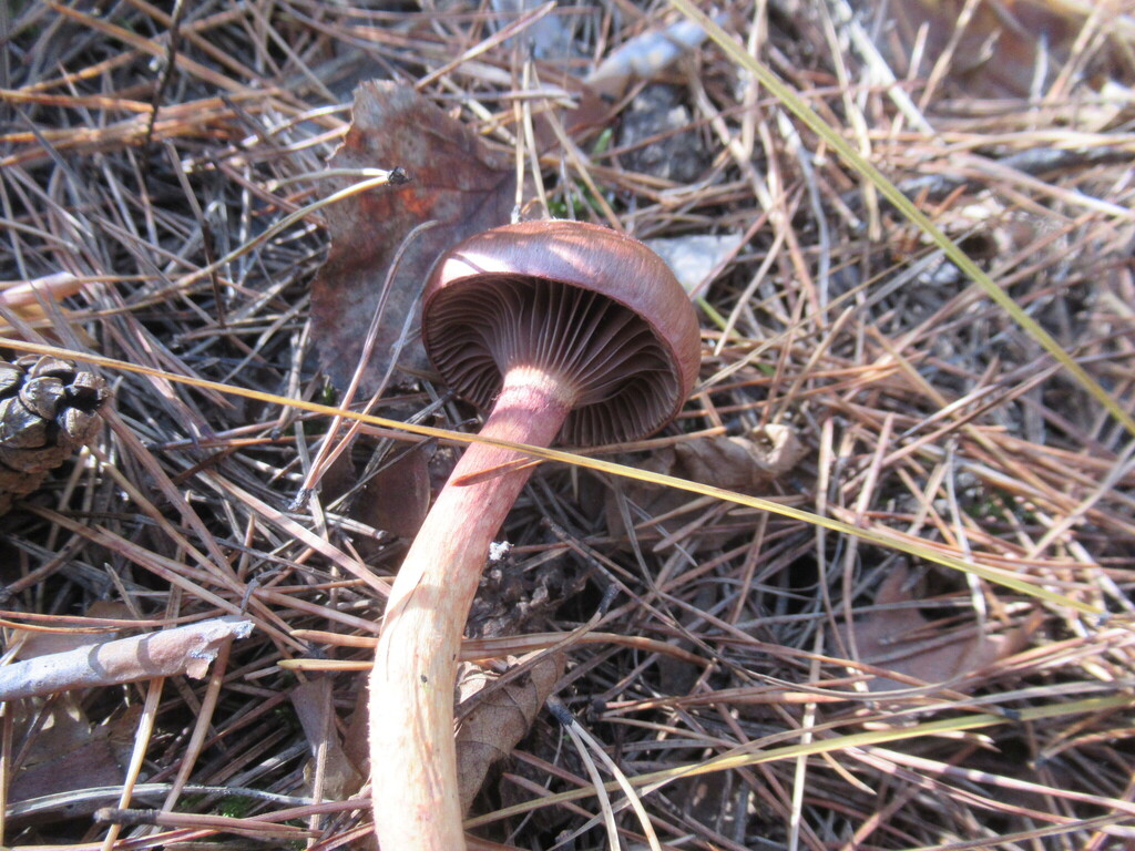 Chroogomphus rutilus · September 2025 · photo: © smsergey (iNaturalist, cc-by-nc)