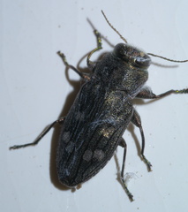 Chrysobothris viridiceps