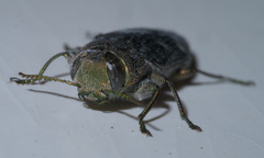 Chrysobothris viridiceps