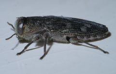 Chrysobothris viridiceps