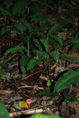 Mechanitis polymnia isthmia