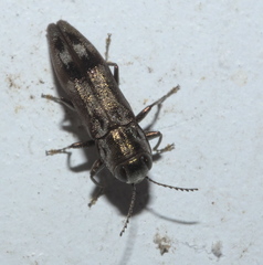 Agrilus lecontei