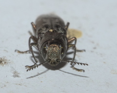 Agrilus lecontei