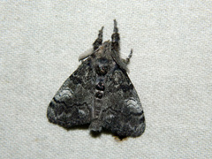 Dasychira vagans