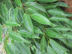 Magnoliopsida