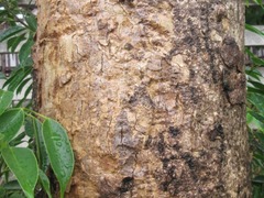 Magnoliopsida