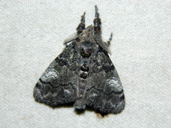 Dasychira vagans