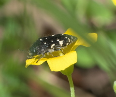 Acmaeodera ornata