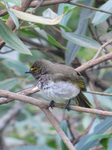 Orange-spotted Bulbul (Pycnonotus bimaculatus), photo 5
