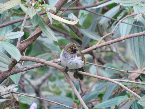Orange-spotted Bulbul (Pycnonotus bimaculatus), photo 4