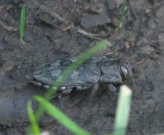 Chrysobothris femorata