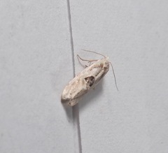 Aethes angustana