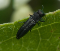 Agrilaxia flavimana