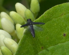 Agrilaxia flavimana