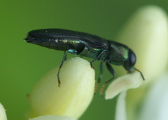 Agrilaxia flavimana