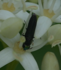 Agrilaxia flavimana