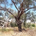 Eucalyptus studleyensis - Photo (c) Jarrah Simao, algunos derechos reservados (CC BY-NC-ND), subido por Jarrah Simao