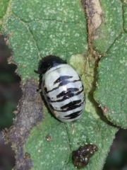 Leptinotarsa undecimlineata