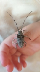 Crossotus stypticus