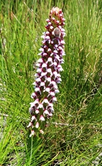 Disa obtusa