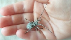 Crossotus stypticus