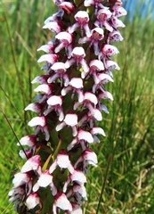 Disa obtusa