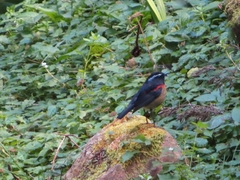 Tarsiger johnstoniae