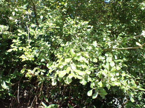 Damson (Prunus insititia)