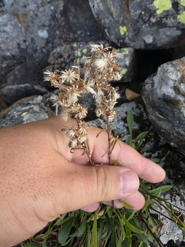 Solidago ontarioensis, photograph 3