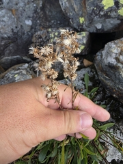 Carter Dorscht, CC0, iNaturalist via GBIF Solidago ontarioensis, photograph Carter Dorscht, CC0, iNaturalist via GBIF