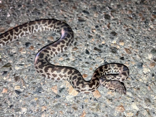 Spotted Python sighting