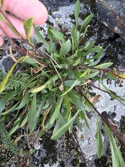 Carter Dorscht, CC0, iNaturalist via GBIF Solidago ontarioensis, photograph Carter Dorscht, CC0, iNaturalist via GBIF